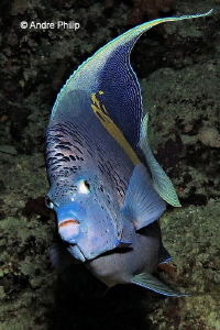 "Face to Face with an Angel"- A Yellow Marked Angelfish by Andre Philip 